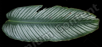 decal leaf